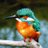 Kingfishers6AVP's profile image