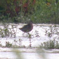 OuseFenBirder now on Bluesky (@ousefenbirder) 's Twitter Profile Photo OuseFenBirder now on Bluesky (@ousefenbirder) 's Twitter Profile Photo
