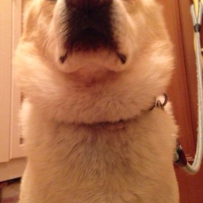 まめぞう Mamezounaochi Twitter