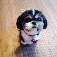 luna (@haselschnecke) Twitter profile photo