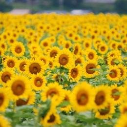 のりもの好き（鉄道、クルマ、バイク、飛行機etc）アカウントのはず(笑) 定期のラジオ実況は別アカに移しました(RN としさん でやってます)
あとカメラを携えての野球観戦、将棋、アニメとかも呟きます。