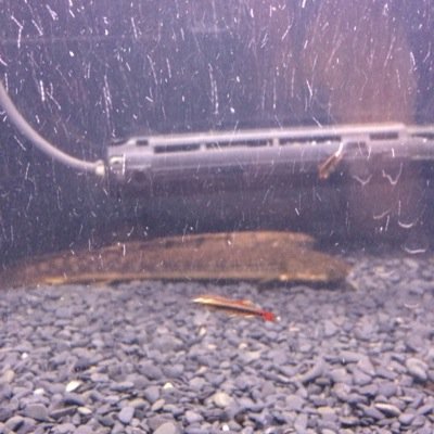 aquaporip0827's profile picture. 古代魚に目覚めてはや1年やっとポリプを買うことができてテンションあがりまくってる。高2 アクア垢