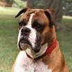 ❤️CHOCOLATE❤️SMILE❤️ANIMALS❤️FOLLOW BACKS❤️TALK❤️YOU❤️