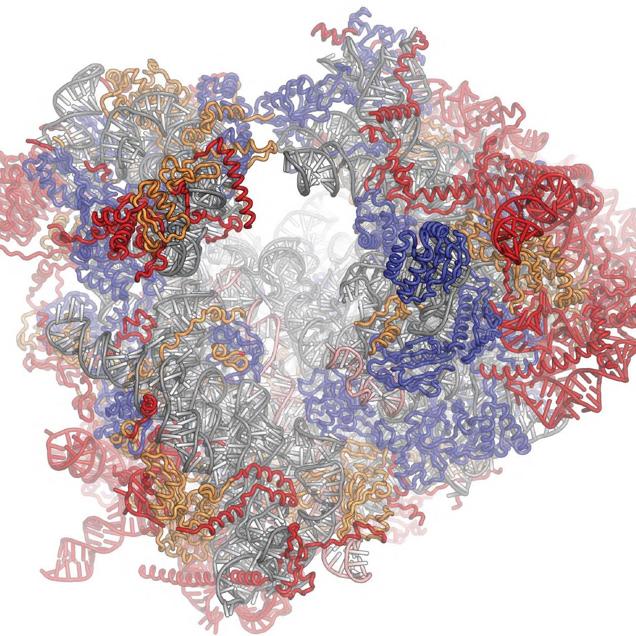 Ribosome Papers