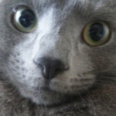 最近は何か役にたてる事はないのかと、模索を繰り返してる毎日。自粛の影響もあってか、家族の健康や周りの人への応援、感謝の気持ちが強くなってきました。がんばろう！！みんなで乗り切ろう。そして笑おう！！！

うちのにゃんこをスタンプ化『うちのねこ』。https://t.co/uly6ll7mWo…
猫好きな人に可愛さ拡散。
