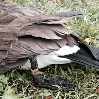 I'm a hunter since birth.waterfowl mostly now. I am making memories with my wife. Follow me on IG @ quackstacker87 #NFB
