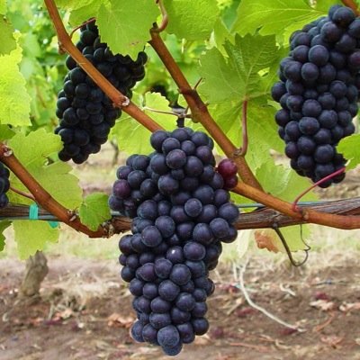 A Boutique English Vineyard in the heart of the Nene Valley producing Award Winning Still & Sparkling Wines. Tel. 01604 811311