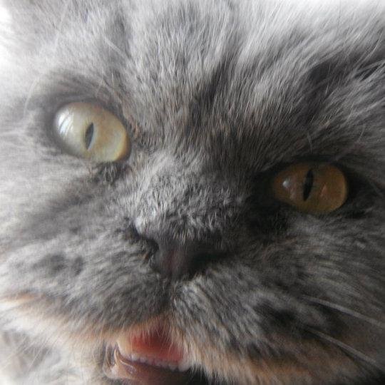 Hi im Jenner and that profile picture is my cat ahaha I will take a new pic and pop it up soon =)