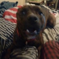 debbie hassell holcomb (@blangleyez) 's Twitter Profile