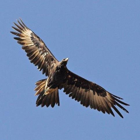 Isaiah 40:31 ...Shall Mount Up with wings like eagles.
Affiliate Marketer & Media Buyer.