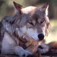 Ян Вишневский  (@fox__apple) 's Twitter Profile