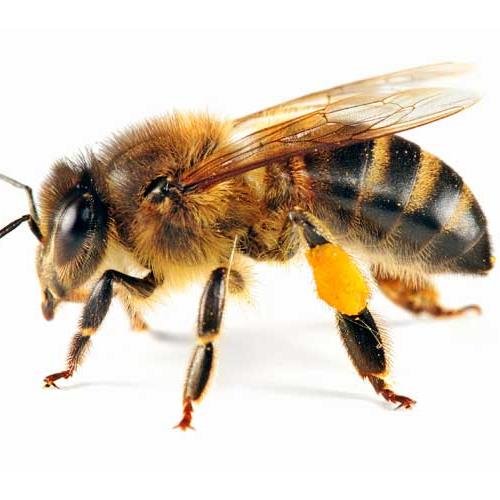 rumlogic's profile picture. friendly misanthrope