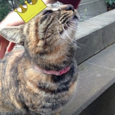 ゆうちゃんちんじゅふ、ほんまゆ、おてーれべや！