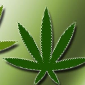 Grow Shop Online