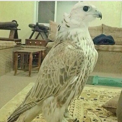 متطوع بالدفاع المدني باداره الكوارث والازمات نائب رئيس مجلس أدارة نقابة العاملين بالمؤسسة العامة للرعاية السكنية