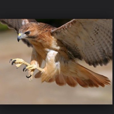 tommohawky's profile picture. 