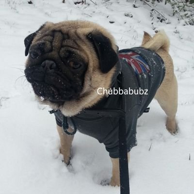 george_face's profile picture. I'm pro at chewing beds, stubborn and difficult. I eat bones, marmite and spiders.
part of the pack @littlepugpeople
