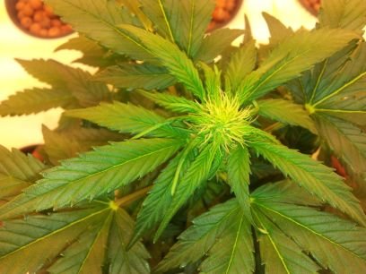 MediGardener's profile picture. Take your garden to the next level!