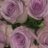 HindOmar105's profile image