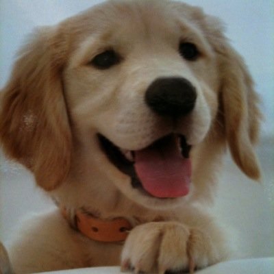 tommythaiboy's profile picture. 