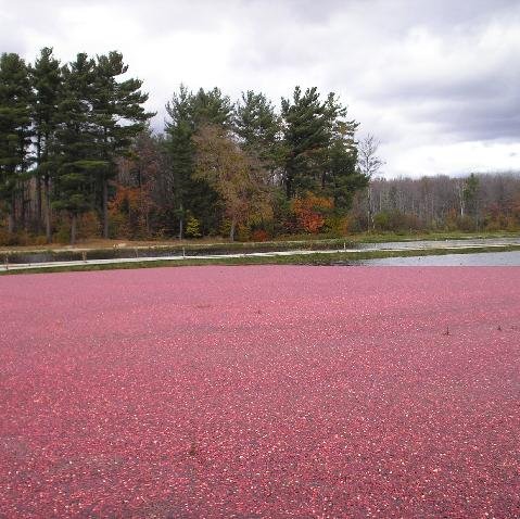 Visit Ontario's largest cranberry bog located in beautiful Muskoka...