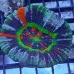 marine,rare corals.tropical fish/koi /reptile 
12 bessemer way ,great yarmouth norfolk nr31 0lx 01493 663775