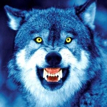 I'm Roy and I'm Back!!! and I am going after all wolves except my own now watch out puppies! I'm comin' for you
