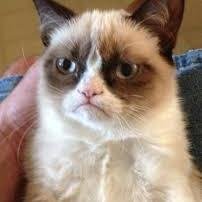 FanOfGrumpyCat's profile picture. 