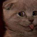 Sadie Rose Jensen - @tacosandtampons - Twitter