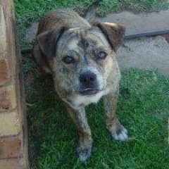 Monty a wonderfully natured 8 year old StaffieXPug needs a Forever Home. Please share far & wide.