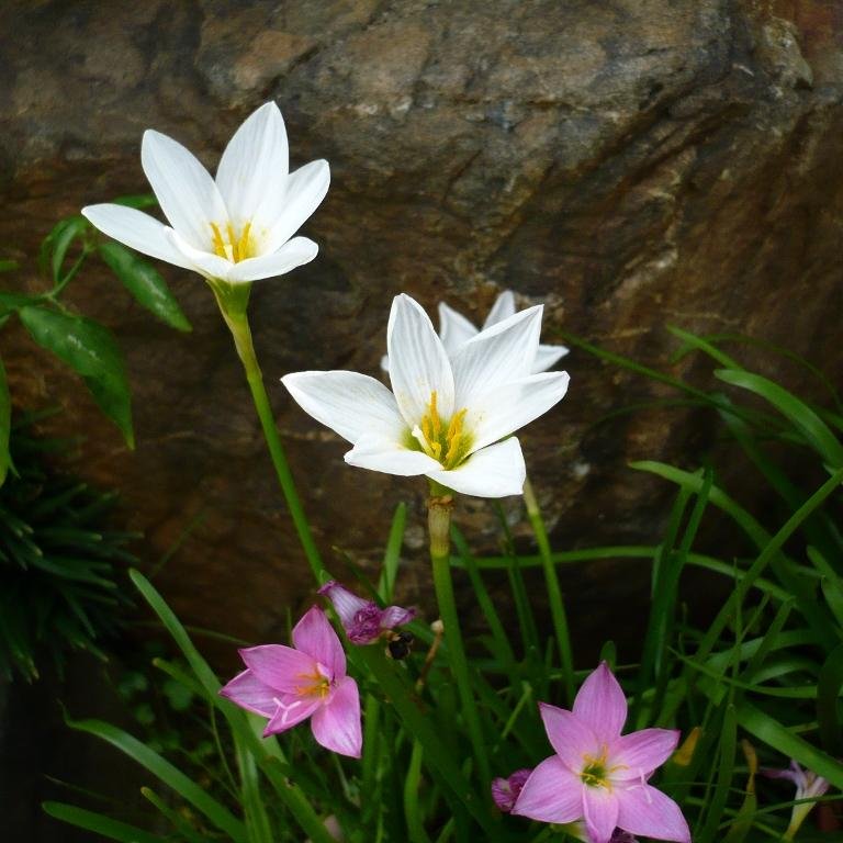 HumanForCell's profile picture. 