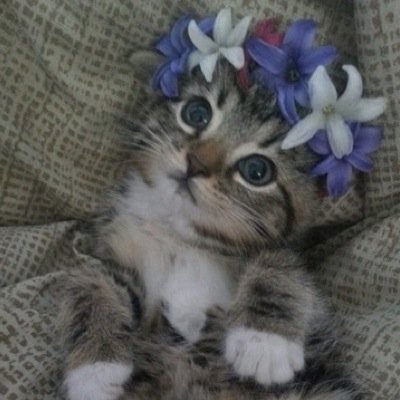 I like to sleep And watch cat videos.