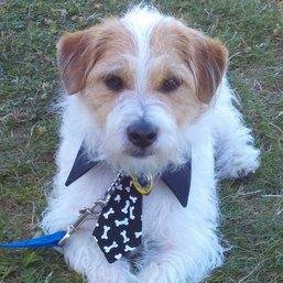 LuckyJack once was owner of a fun  Dog Friendly Café, serving fud fur You & your Canine Companion!  Doggie Latte's & Treats