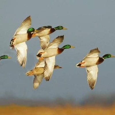 killin ducks and geese since day one. Nothing will stop the madness of killin stuff!