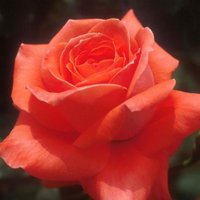 rika (@rika31051901) 's Twitter Profile Photo