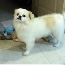 Dominique Ho - @sckww9gmailcom - Twitter