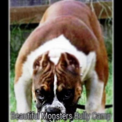 Beautiful Monsters Bully Camp (bmbc) bully  breeders