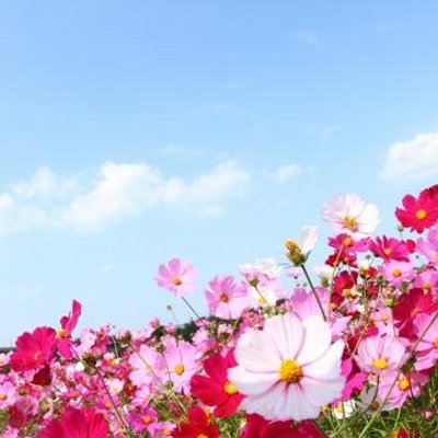 秋桜 Mao39ra Twitter 秋桜 Mao39ra Twitter