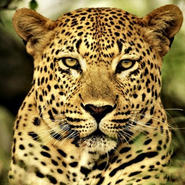 LeneGerion's profile picture. 