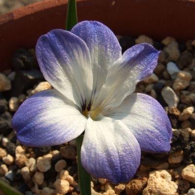 動植物の情報を集めるために始めました。
スイカ大好き。