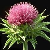 MzzieMo's profile picture. Standing up for good design; passionate vegetarian; live and let live; spread compassion, mum!