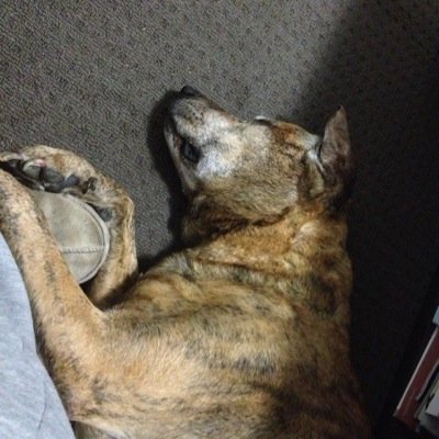 adamusudelegate's profile picture. Village idiot and possessed of no social skills @BremnerClan is the Moon of my Moon, my Life Partner and my partner for life. I love her