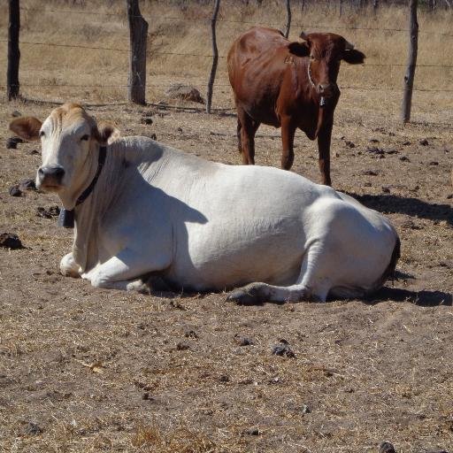 menzitshuma Profile Picture