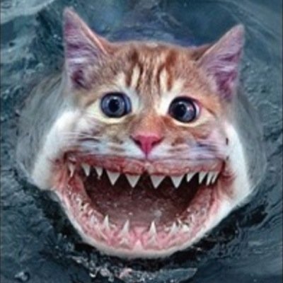 Mixed Up Animals (@mixedupanimalss) / Twitter Mixed Up Animals (@mixedupanimalss) / Twitter