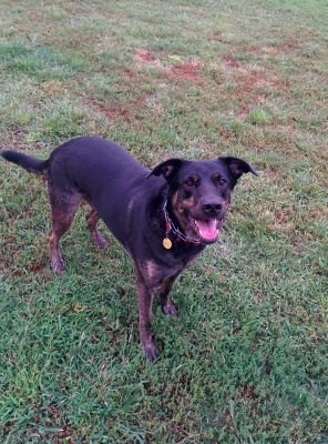 SirBentleyCoupe's profile picture. i am being a dog. me am alabama dogs big fan. me fan bacon also. me want be big podcaster like alabama dog one day.