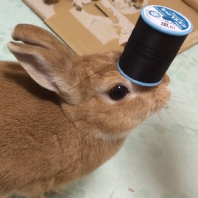 チンク油のうさぎ、こばんのことを大体呟きます。