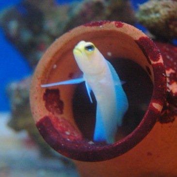 nnrt202's profile picture. 高校生です