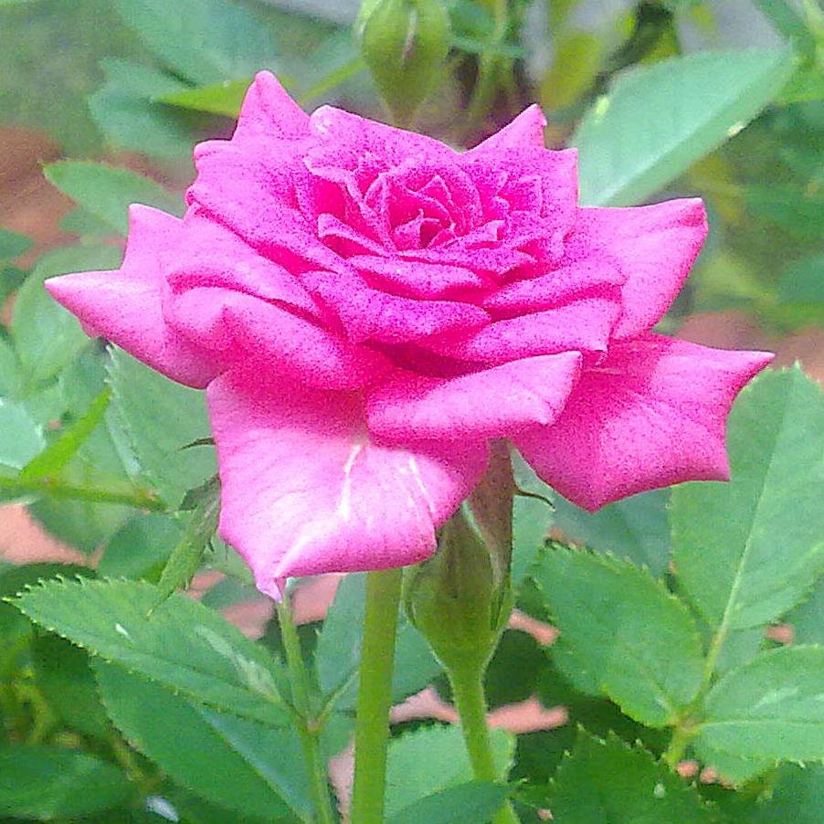 rajawalijeep331's profile picture. 