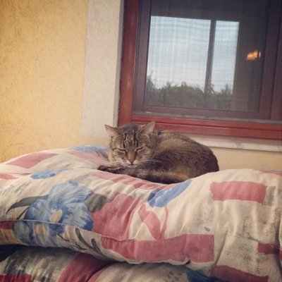 Danielcsatari's profile picture. Daniel