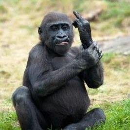 It's simply, Animals being jerks!